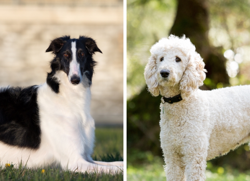 ミックス(ボルゾイドゥードル:ボルゾイ×スタンダードプードル)