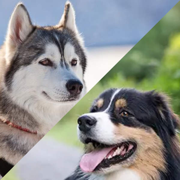 北海道でオゥスキー:オーストラリアンシェパード×ハスキーのブリーダーを探す