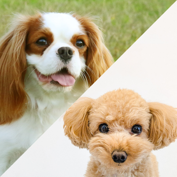 香川県でキャバプー:キャバリア×トイプードルの子犬を探す