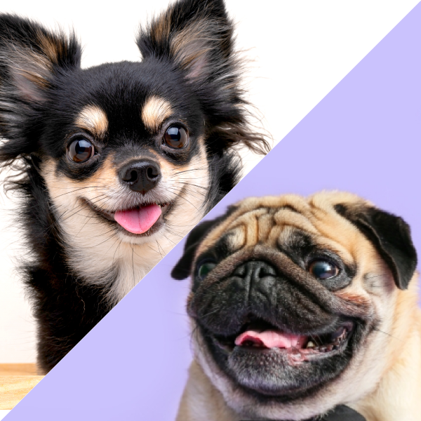 山形県でチワパグ:チワワ×パグの子犬を探す