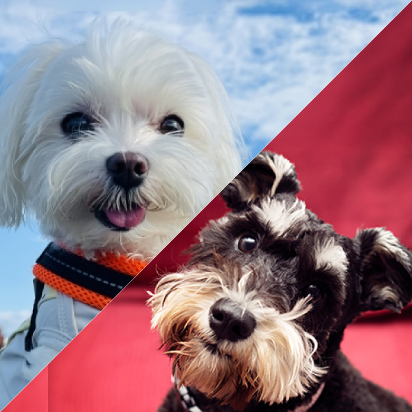 徳島県でマルシュナ:マルチーズ×ミニチュアシュナウザーの子犬を探す