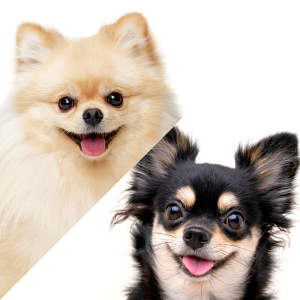 ポメチワ:ポメラニアン×チワワの子犬を探す