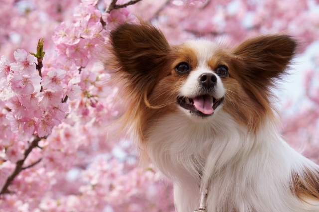 パピヨンのお迎えを検討している方の疑問にお答えします！