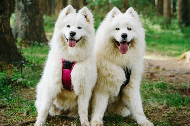 サモエドの性格や特徴は？初心者に向けた飼い方も