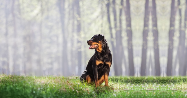 ロットワイラーの性格や特徴は？初心者に向けた飼い方も