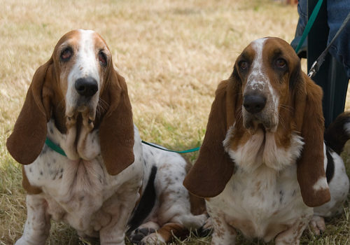 バセットハウンドの歴史とは フランスで生まれ世界中で愛された犬種 ブリーダーナビ
