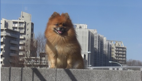 ポメラニアン