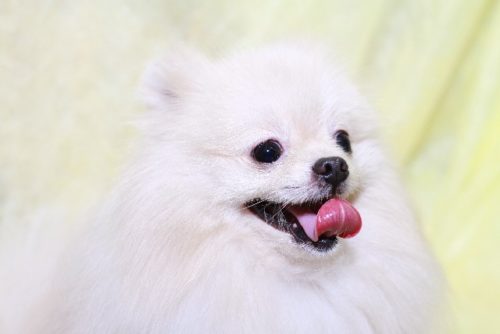 ポメラニアン