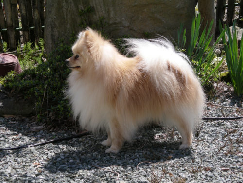 尻尾