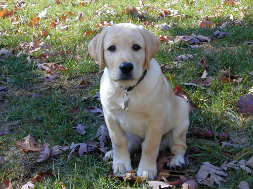 ラブラドールレトリーバーの飼い方は？準備・しつけ・子犬の育て方