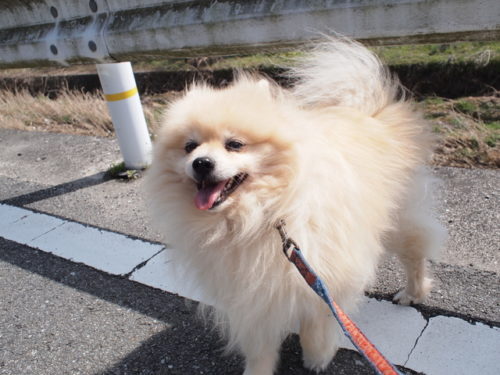 社交的なポメラニアン
