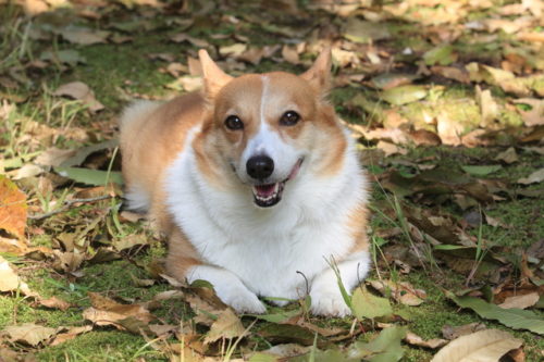 コーギーってこんなにかわいい 大きな耳やおしりなど魅力を紹介 ブリーダーナビ