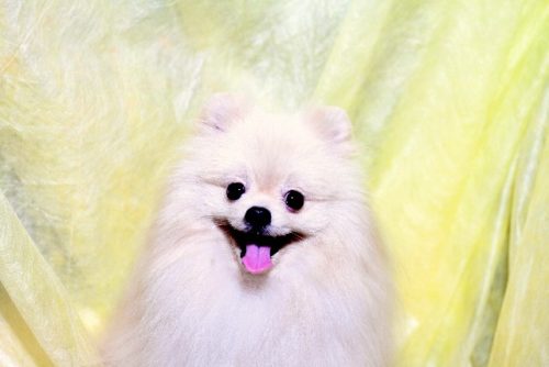 ポメラニアン