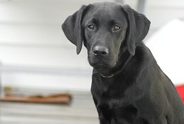 愛犬を室内飼いするには 快適に過ごすための環境の作り方 ページ 2 ブリーダーナビ