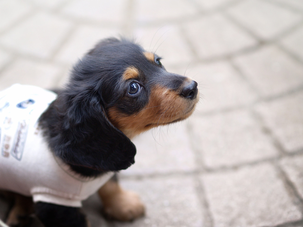 カニンヘンダックスフンドの性格は 飼いやすい犬種 ブリーダーナビ