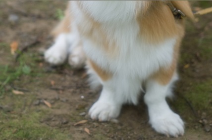 お座り