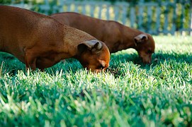 愛犬が穴掘りする理由は？対策やおすすめのグッズも