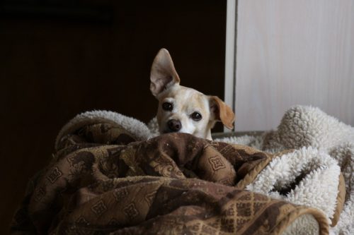 犬アレルギーってどんな症状 原因と対策 治療法はある ブリーダーナビ