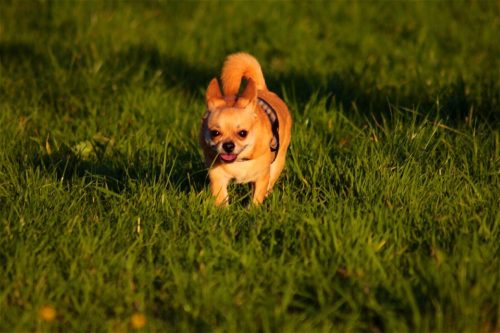 犬の鳴き声の意味とは クーンなど甘え鳴きの理由 ブリーダーナビ