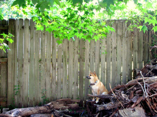 【柴犬の穴掘り】問題行動にしないためのしつけや対策方法