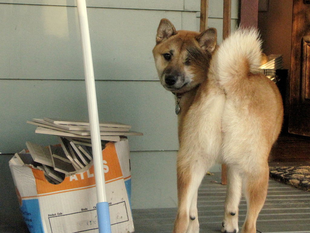 柴犬のトイレのしつけ 準備やしつけ方は 覚えないときは ブリーダーナビ