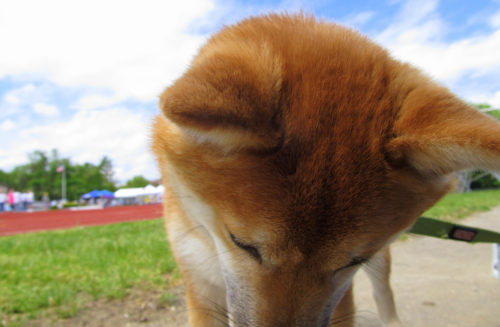 柴犬の穴掘り 問題行動にしないためのしつけや対策方法 ブリーダーナビ