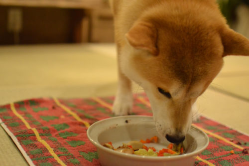 柴犬が唸る理由を知ろう