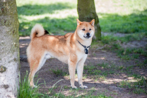 【柴犬のしつけは難しい？】「おすわり」などを覚えてもらうには？