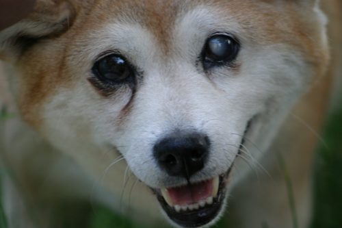 【柴犬は認知症になりやすい？】症状・予防・治療・介護について