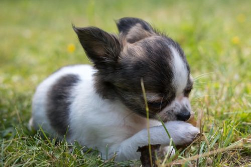 チワワの食事量は？子犬・成犬・老犬ごとの食事回数など詳しく解説！