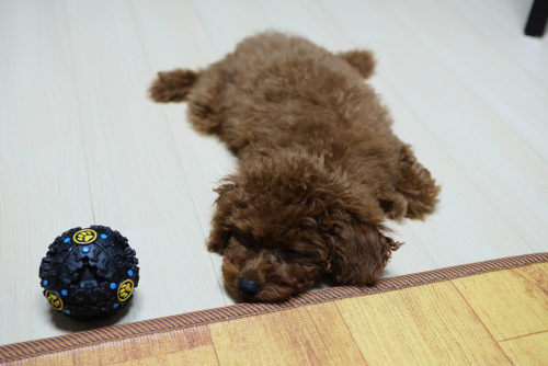 超小型！タイニープードルとティーカッププードルを飼う注意点って？