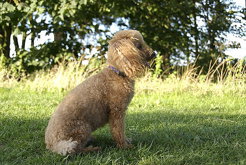 トイプードルのしつけはいつから 最適な時期や成犬のしつけについても ブリーダーナビ