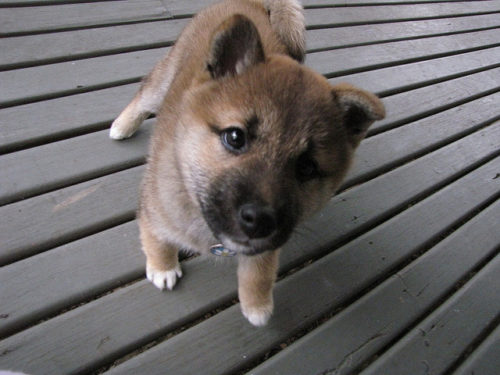 それだけは食べないで！柴犬の食糞事情