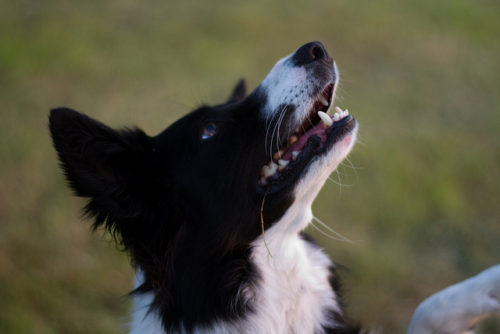 愛犬のボーダーコリーの車追いをやめさせる方法は？原因としつけ方