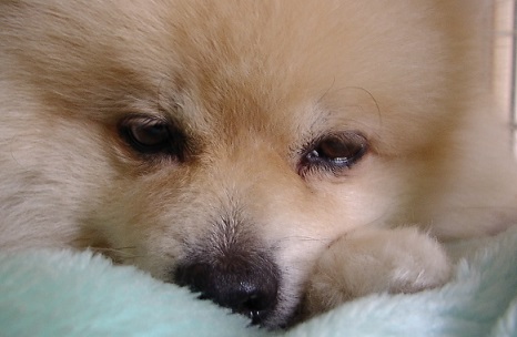 ポメラニアン