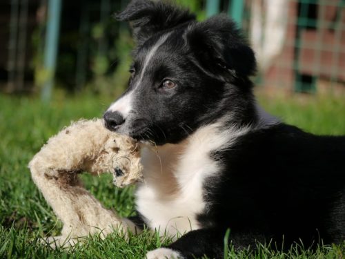 牧羊犬として活躍 ボーダーコリーってどんな犬 大きさから歴史まで ページ 2 ブリーダーナビ