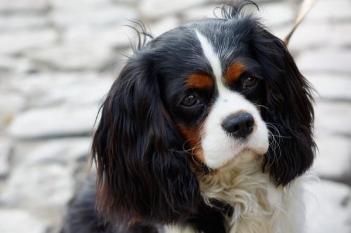 愛情豊かで飼いやすいキャバリア お迎えする上での準備と心構え ブリーダーナビ