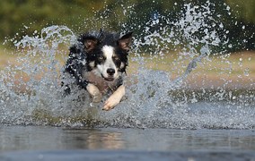 【ボーダーコリーの飼い方】お迎え前に知っておきたい7つのポイント