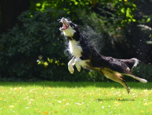 ボーダーコリーのしつけ方は？飼い始めに知りたい基本知識