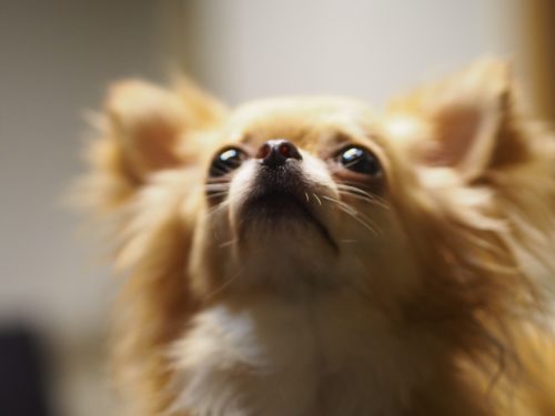 チワワ