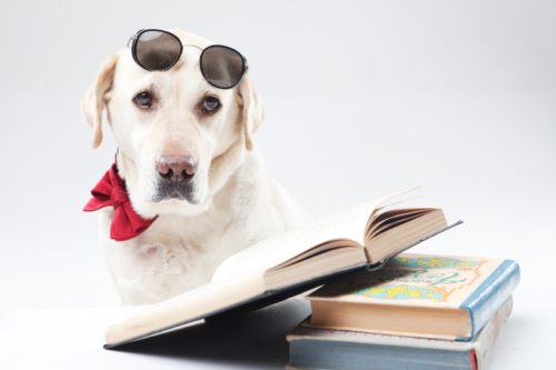 犬 勉強