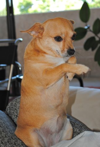 チワワ