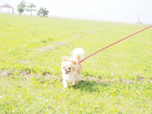 チワワ