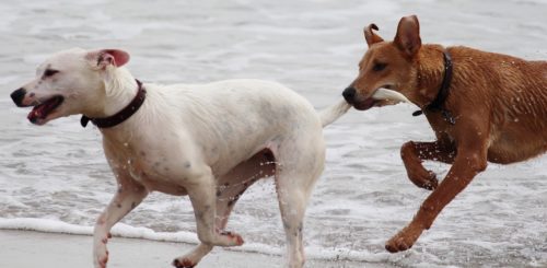 犬