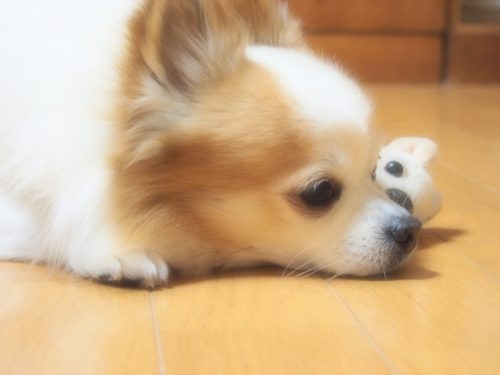 チワワ