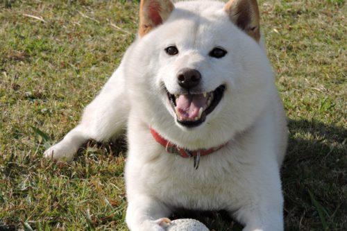 柴犬