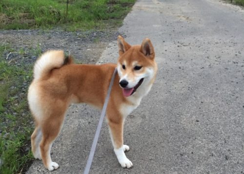 柴犬