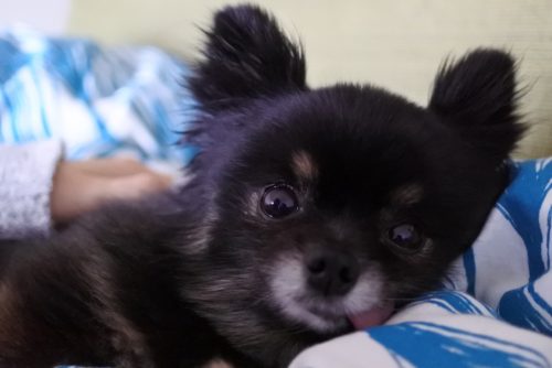 ポメラニアン