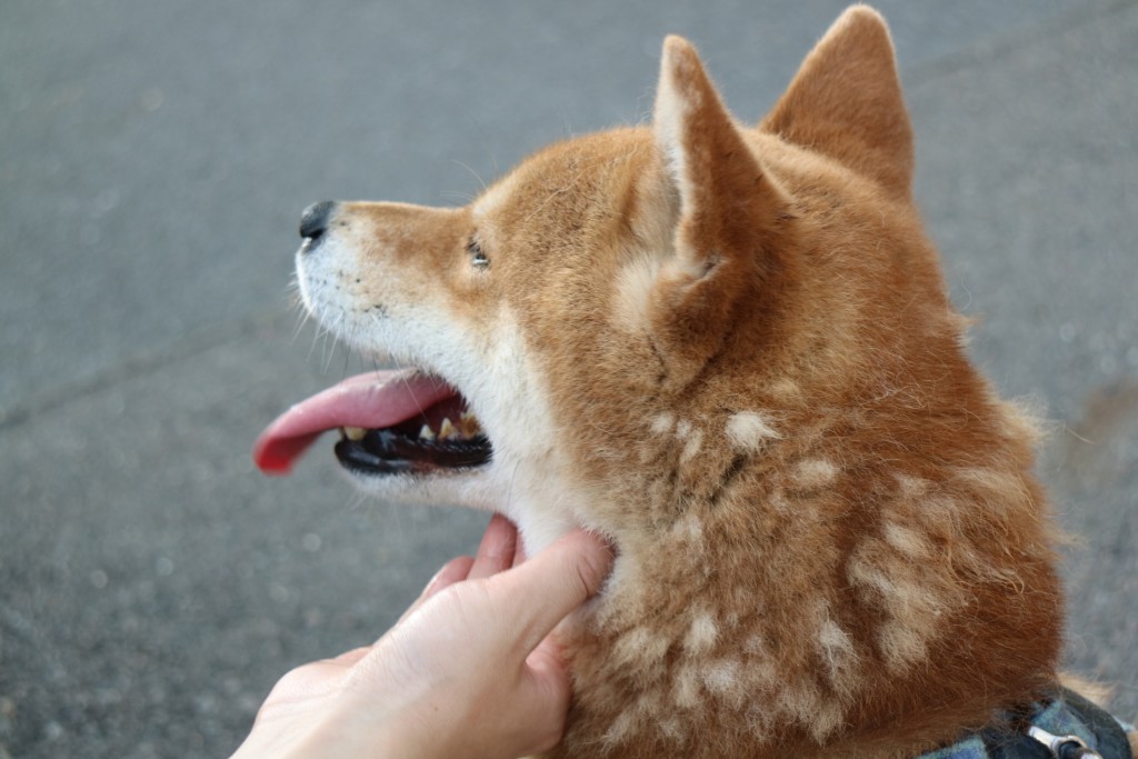 柴犬 毛 が 抜ける