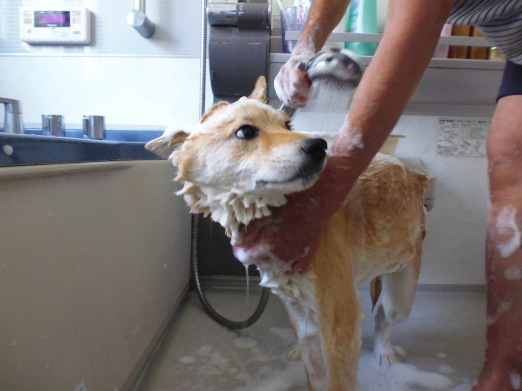 柴犬のシャンプーの方法は 嫌がる 暴れるときは ブリーダーナビ